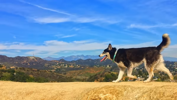 Hermon Park in the Arroyo Seco Dog Park photo 1